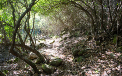 The 7 best hiking trails in Estepona.