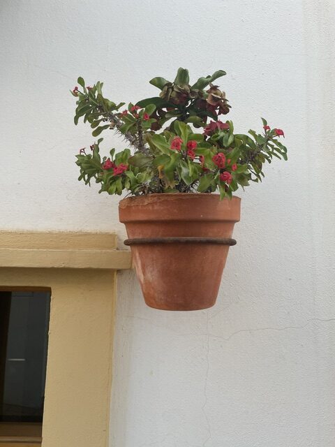 ¿Cuántas macetas hay en Estepona?